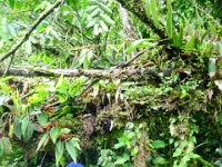 SAM_0177 Hike to the waterfalls (Quijos/Chaco Rivers, Ecuador) - 28 December 2015