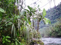 SAM_0178 Hike to the waterfalls (Quijos/Chaco Rivers, Ecuador) - 28 December 2015