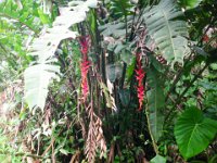 SAM_0189 Hike to the waterfalls (Quijos/Chaco Rivers, Ecuador) - 28 December 2015