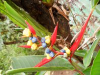 SAM_0232 Mindo Canopy Adventure -- Zipline in the Mindo Rain Forest (Mindo Rain Forest, Ecuador) - 29 December 2015