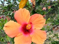 20151226_154354_HDR Flowers on the grounds -- Mountain Views Inn (Tumbaco, Ecuador) - 26 December 2015 - 2 January 2016