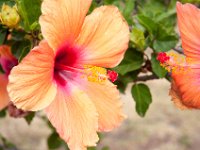 DSC_9901 Flowers on the grounds -- Mountain Views Inn (Tumbaco, Ecuador) - 26 December 2015 - 2 January 2016