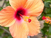 DSC_9902 Flowers on the grounds -- Mountain Views Inn (Tumbaco, Ecuador) - 26 December 2015 - 2 January 2016