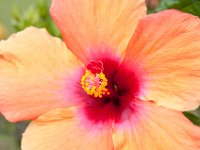 DSC_9904 Flowers on the grounds -- Mountain Views Inn (Tumbaco, Ecuador) - 26 December 2015 - 2 January 2016