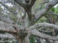 DSC_1032 Moreton Bay Fig -- Sights around Auckland (Auckland, New Zealand) -- 3-4 December 2010