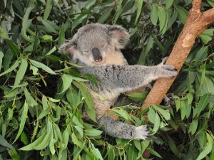 The Featherdale Wildlife Park