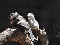 DSC_7900 Featherdale Wildlife Park (Sydney, New South Wales, Australia) - 3 Jan 12