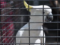 DSC_7903 Featherdale Wildlife Park (Sydney, New South Wales, Australia) - 3 Jan 12