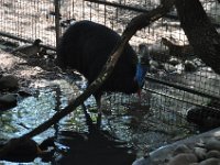 DSC_7911 Featherdale Wildlife Park (Sydney, New South Wales, Australia) - 3 Jan 12