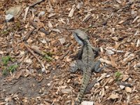 DSC_8108 A visit to Manly Beach - New South Wales - 4 Jan 12