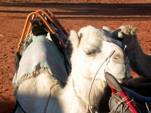 Camel Sunset Tour (14 Jun 05)