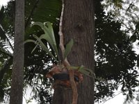 DSC_9725 The Botanical Gardens (Hervey Bay, Qeensland, Australia)