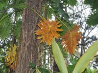 DSC_9726 The Botanical Gardens (Hervey Bay, Qeensland, Australia)