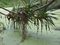 DSC_9735 The Botanical Gardens (Hervey Bay, Qeensland, Australia)