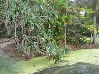 DSC_9737 The Botanical Gardens (Hervey Bay, Qeensland, Australia)