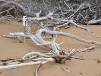 DSC_9804 The Beach (Hervey Bay, Qeensland, Australia)