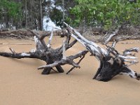 DSC_9816 The Beach (Hervey Bay, Qeensland, Australia)