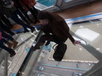 DSC_1048 Tower Bridge Glass Floor -- Tower Bridge Exhibition (London, UK) -- 14 February 2016