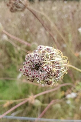 20240902_125529 null