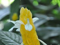 DSC_4172 The Bloedel Floral Conservatory (Queen Elizabeth Park)