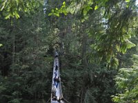 DSC_4303 Lynn Canyon Suspension Bridge (Lynn Canyon Park)