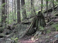 DSC_4311 Lynn Canyon Park