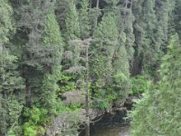 DSC_6657 Capilano Suspension Bridge Park (Vancouver, British Columbia) -- 26 May 2013