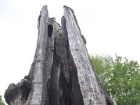 DSC_6746 The Hollow Tree, Stanley Park -- Various sights in Vancouver - 26 May 2013