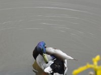 DSC_6751 The Lost Lagoon, Stanley Park -- Various sights in Vancouver - 26 May 2013