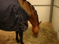 DSC_1046 The horses of Cavalia - benefit of paying for the VIP tickets -- Cavalia (13 May 2006)