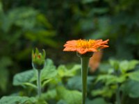 DSC_0745 Maison et Jardin de Claude Monet: Clos Normand (Giverny, France) -- 30 August 2014