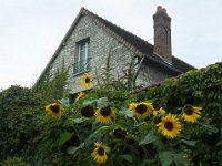 DSC_0778 Maison et Jardin de Claude Monet: Clos Normand (Giverny, France) -- 30 August 2014