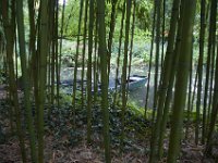 DSC_0686 Maison et Jardin de Claude Monet: Japanese Garden (Giverny, France) -- 30 August 2014