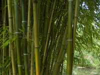 DSC_0739 Maison et Jardin de Claude Monet: Japanese Garden (Giverny, France) -- 30 August 2014