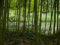 DSC_0741 Maison et Jardin de Claude Monet: Japanese Garden (Giverny, France) -- 30 August 2014