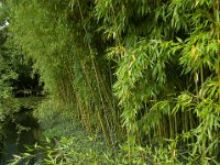 DSC_0743 Maison et Jardin de Claude Monet: Japanese Garden (Giverny, France) -- 30 August 2014