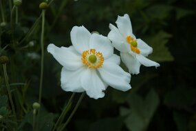 DSC_0819 null