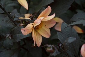 DSC_0844 null