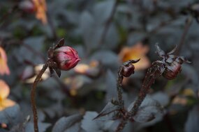 DSC_0845 null