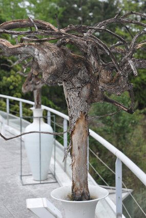 DSC_6274 null