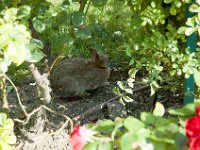 DSC_1142 Alice in Wonderland's rabbit?? -- A visit to Musée Rodin (Paris, France) -- 31 August 2014