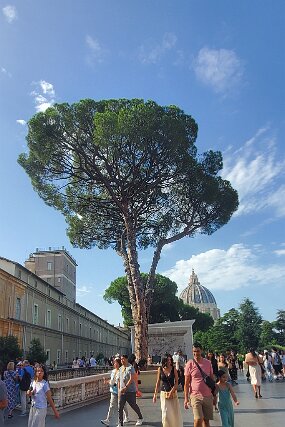 20250725_091924 null