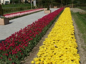 Holland Tulip Park Holland Tulip Park (4 May 03)