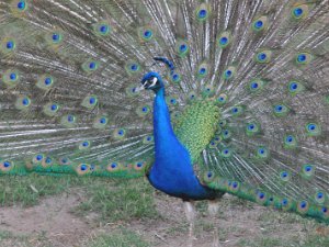 Arizona Wildlife World Zoo