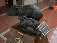 DSC_8949 Javelinas, Sedona, AZ