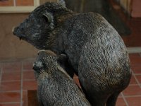 DSC_8950 Javelinas, Sedona, AZ