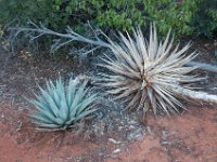 DSC_3731 Sunset in Sedona -- A trip to (Sedona, AZ (5 November 2016)