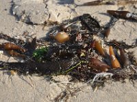 DSC_5363 Monterey State Beach, Seaside, CA (3 Sep 11)