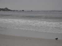 DSC_5374 Along The 17 Mile Drive -- Pebble Beach, CA (3 Sep 11)