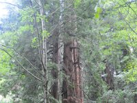 DSC_3810 A visit to Muir Woods National Monument (Mill Valley, CA) -- 29 March 2014